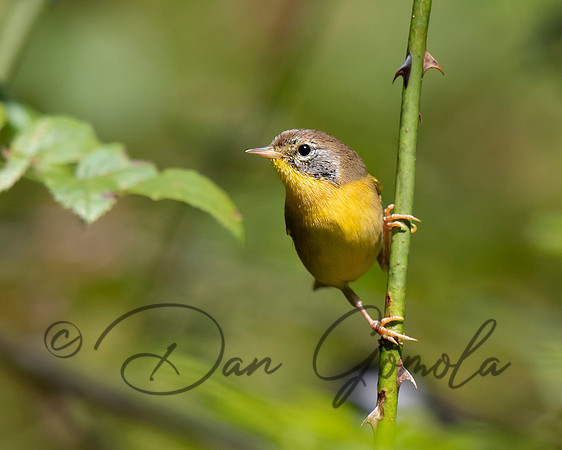 Common Yellowthroat