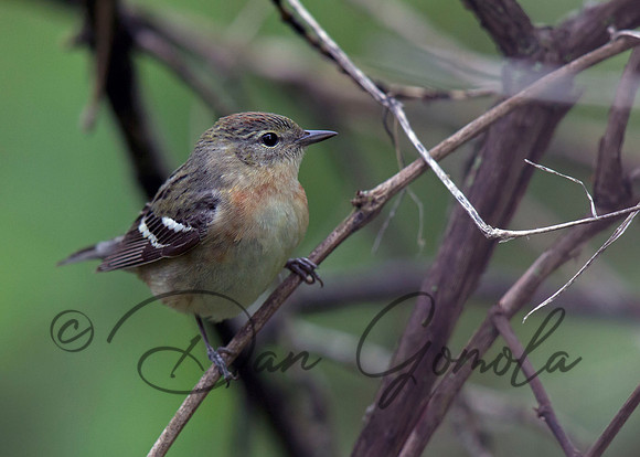 Bay-breasted Warbler