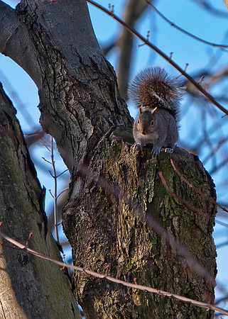 Eastern Gray Squirrel