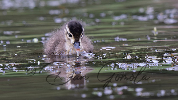 Wood Duck