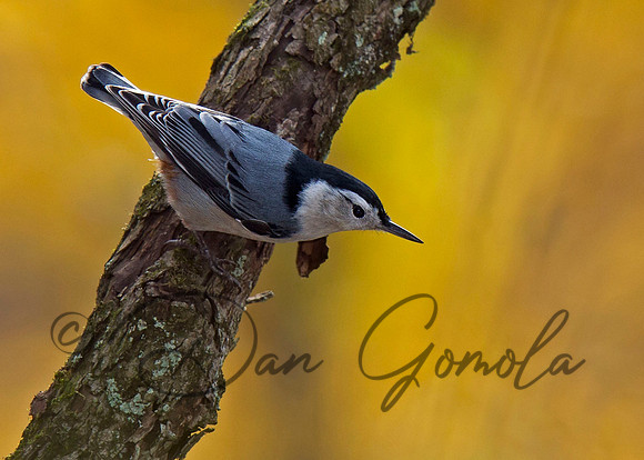 White-breasted Nuthatch