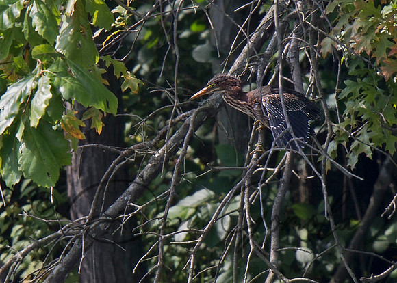 Green Heron