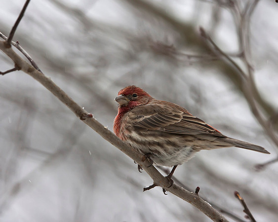 House Finch