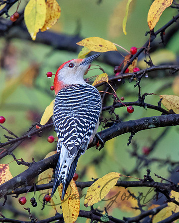 Red-bellied Woodpecker