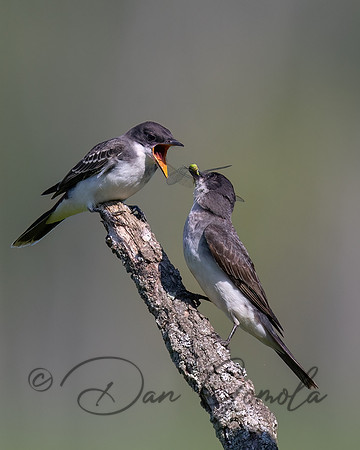 Eastern Kingbird