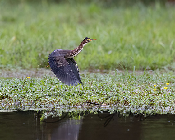 Green Heron