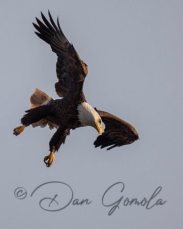 Bald Eagle