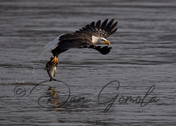 Bald Eagle