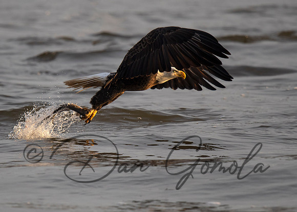 Bald Eagle