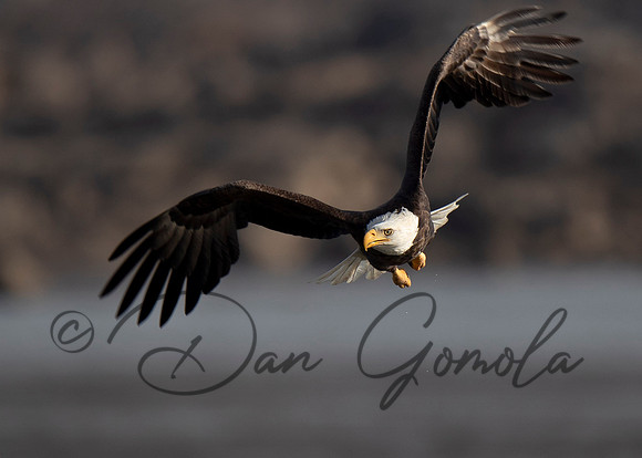 Bald Eagle