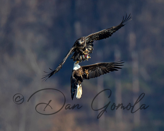 Bald Eagle