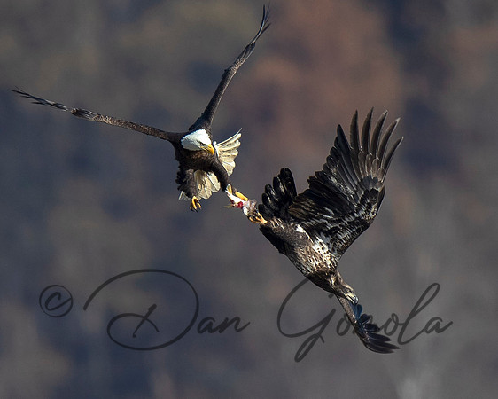 Bald Eagle