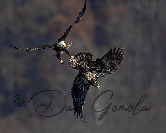 Bald Eagle