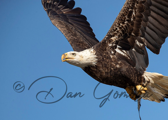 Bald Eagle