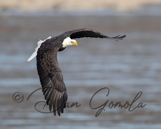 Bald Eagle