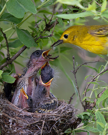 Yellow Warbler