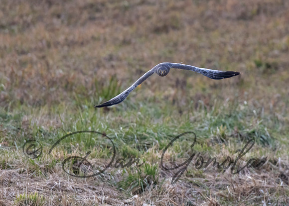 Northern Harrier