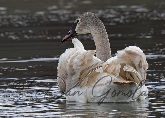 Trumpeter Swan