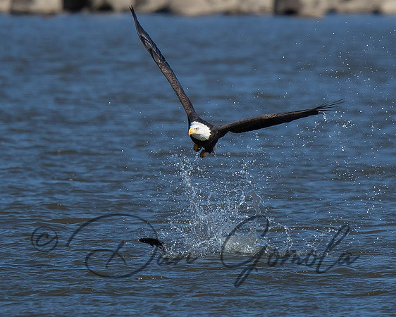 Bald Eagle