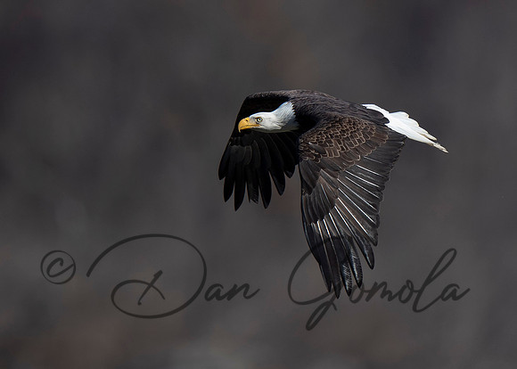 Bald Eagle