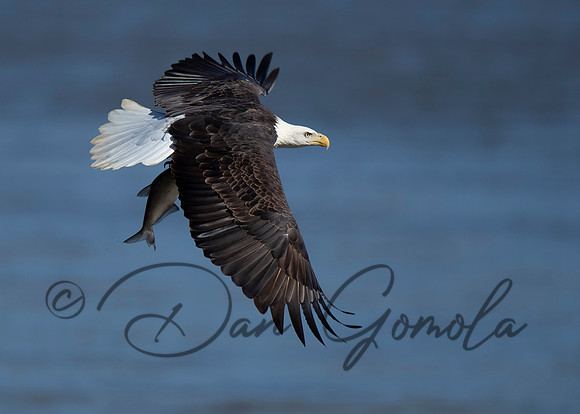 Bald Eagle