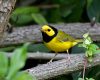 Hooded Warbler