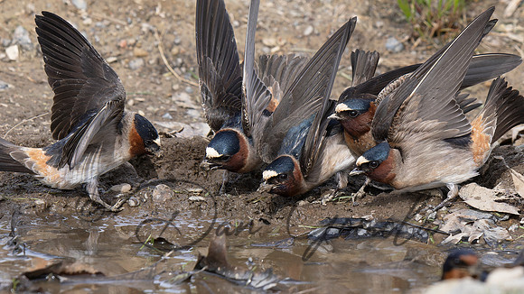 Cliff Swallow