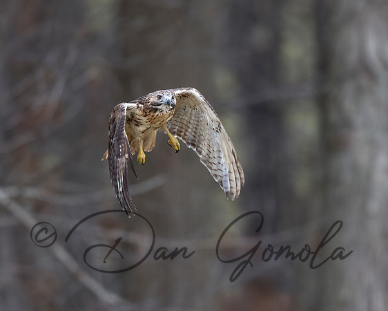 Red-tailed Hawk