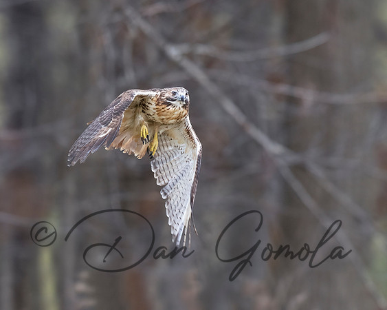Red-tailed Hawk