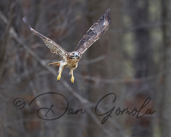 Red-tailed Hawk