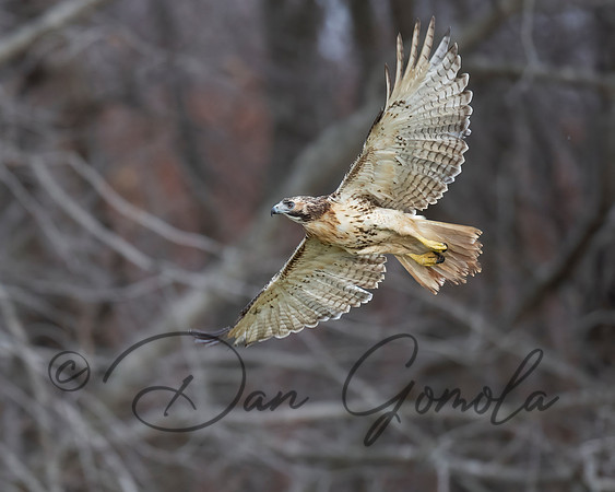 Red-tailed Hawk