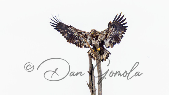 Bald Eagle