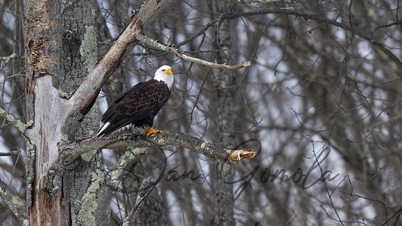 Bald Eagle