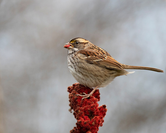 White-throated Sparrow