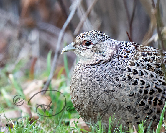 Ring-necked Pheasant
