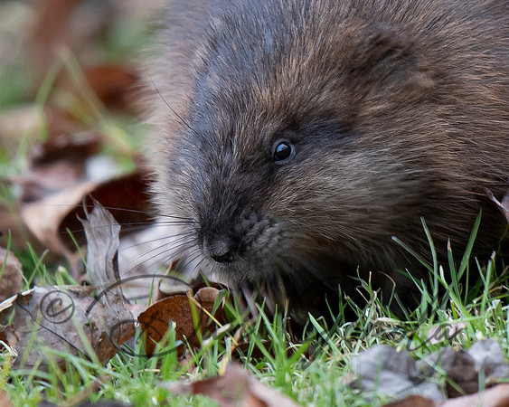 Muskrat