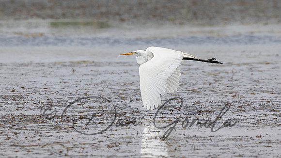 Great Egret