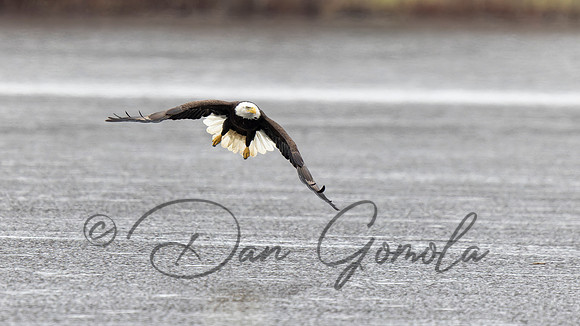 Bald Eagle