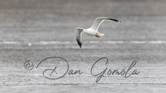 Ring-billed Gull