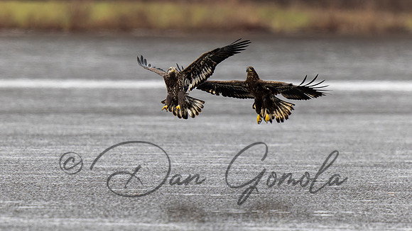 Bald Eagle