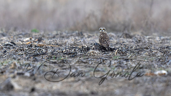 Short-eared Owl