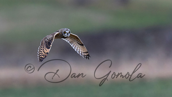 Short-eared Owl