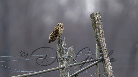 Short-eared Owl