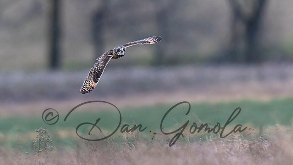 Short-eared Owl