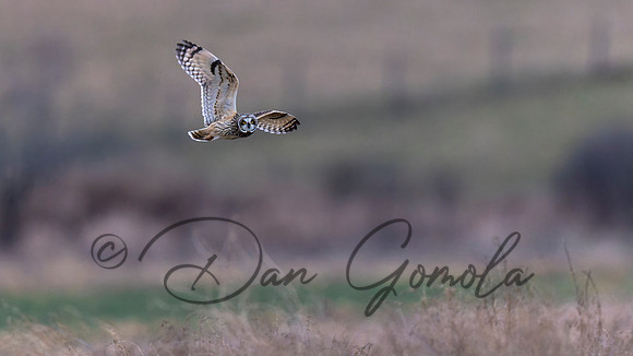 Short-eared Owl