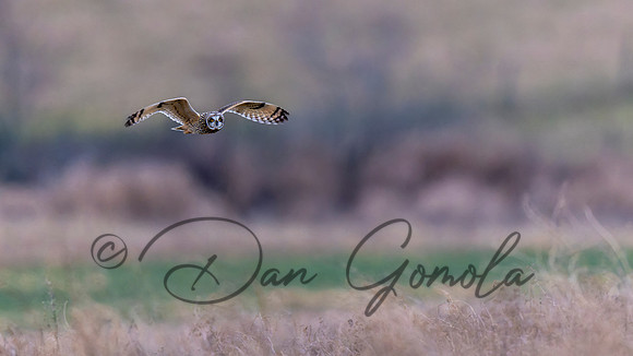 Short-eared Owl