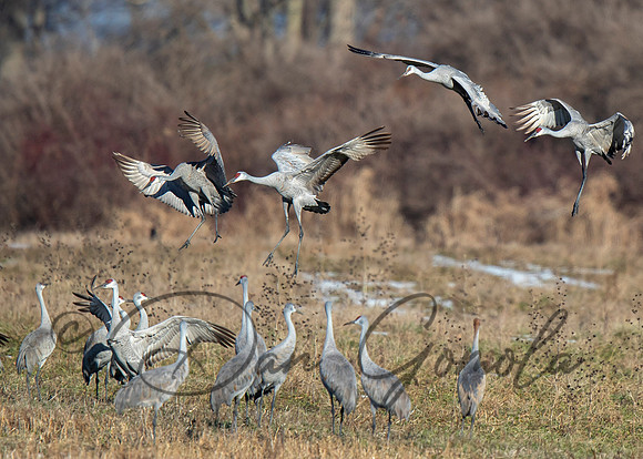 Sandhill Crane