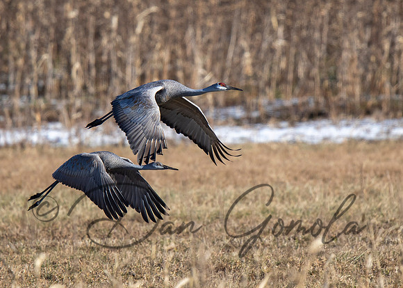 Sandhill Crane