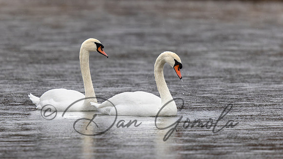 Mute Swan