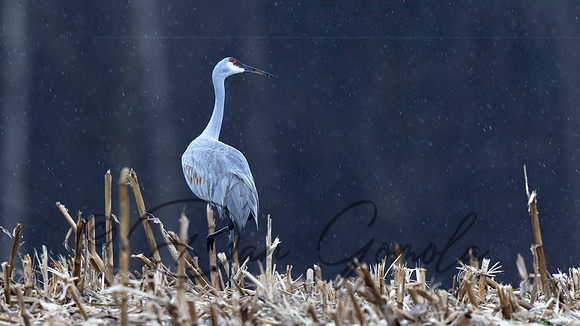 Sandhill Crane